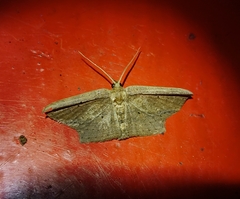 Phalacra vidhisara
