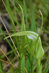 Pterostylis falcata