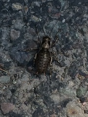 Cyphoderris