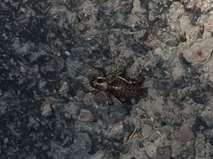 Cyphoderris