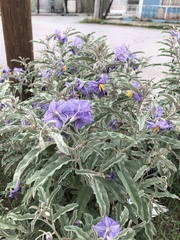 Solanum elaeagnifolium