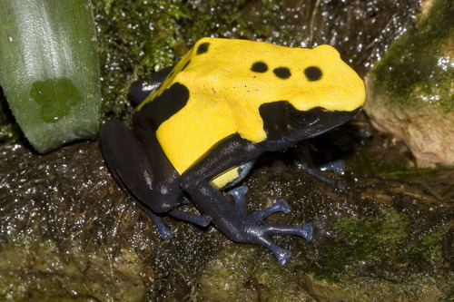 Dyeing Poison Dart Frog, photo 7 of 10