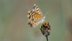 Phyciodes graphica
