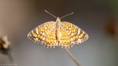Phyciodes graphica
