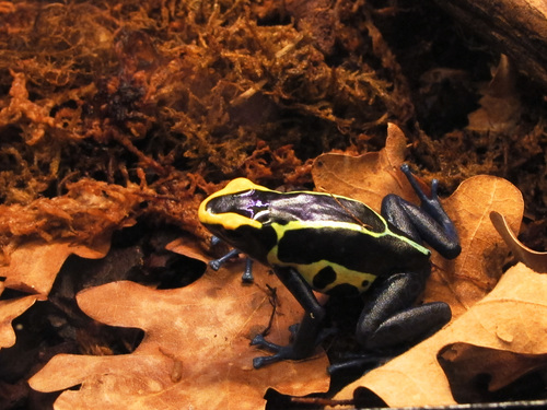 Dyeing Poison Dart Frog, photo 8 of 10