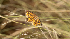 Phyciodes graphica