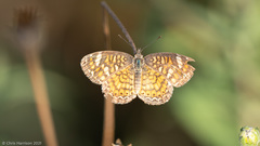 Phyciodes graphica