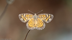 Phyciodes graphica