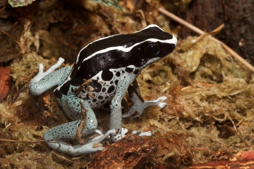 Dyeing Poison Dart Frog, photo 10 of 10