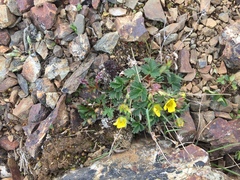 Potentilla × villosula