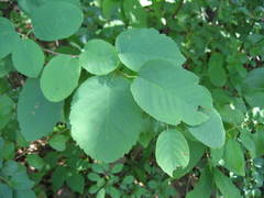 Amelanchier amabilis