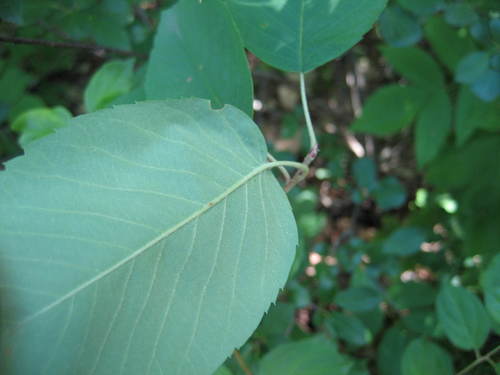 Image of Amelanchier amabilis by (c) rboles, some rights reserved (CC BY)