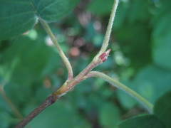 Amelanchier amabilis