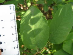 Amelanchier amabilis