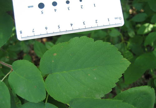 Image of Amelanchier amabilis by (c) rboles, some rights reserved (CC BY)