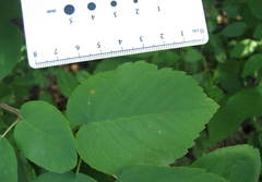 Amelanchier amabilis