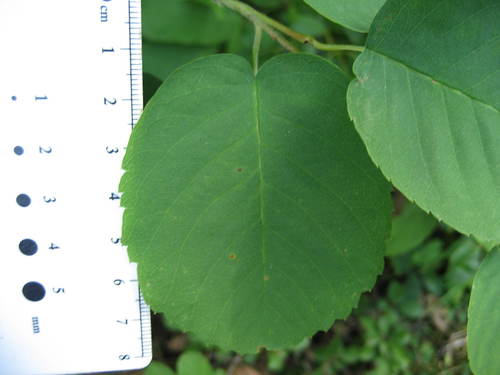 Image of Amelanchier amabilis by (c) rboles, some rights reserved (CC BY)