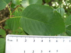 Amelanchier amabilis