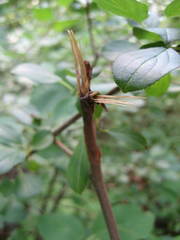 Amelanchier amabilis