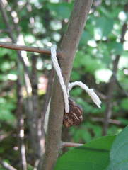 Amelanchier amabilis
