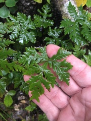 Doryopteris concolor