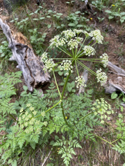 Ligusticum porteri