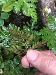 Doryopteris concolor