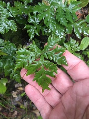 Doryopteris concolor