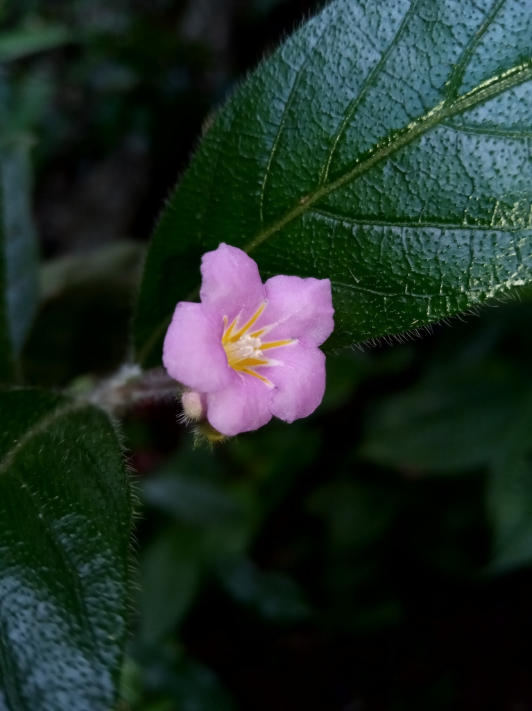 Mostuea brunonis