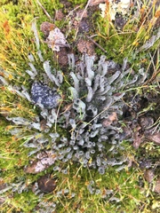 Hypogymnia enteromorpha