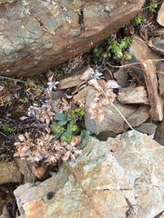 Saxifraga bronchialis funstonii