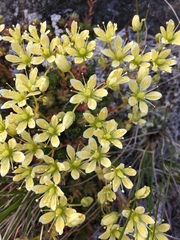 Saxifraga bronchialis funstonii