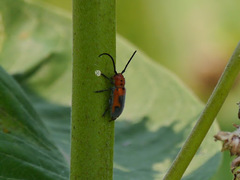 Tetraopes melanurus