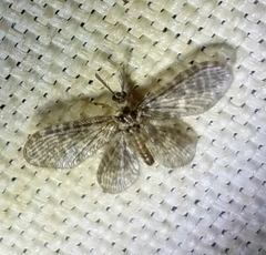 Nallachius americanus