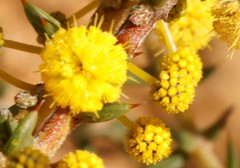 Acacia latipes