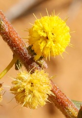 Acacia latipes