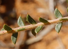 Acacia latipes