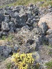 Saxifraga bronchialis funstonii