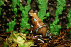Green and Black Poison Dart Frog photo 4