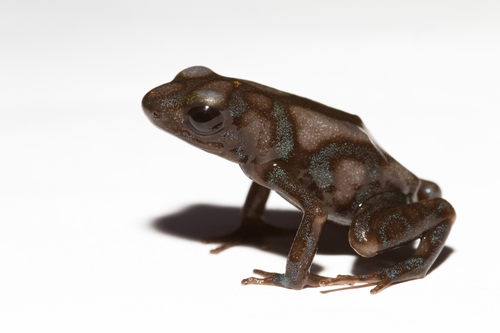 Green-and-black Poison Dart Frog