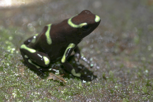 Green-and-black Poison Dart Frog