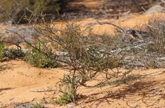 Acacia latipes