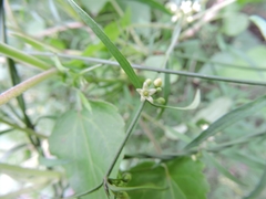 Orthosia