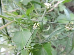 Orthosia