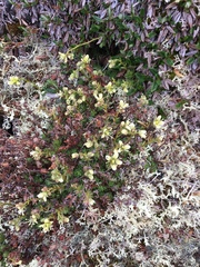 Saxifraga bronchialis funstonii