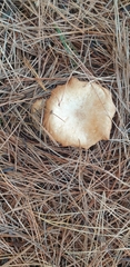 Rhodocybe piperita