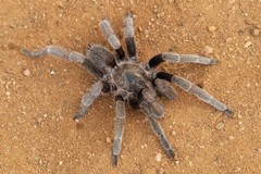 Ornithoctoninae