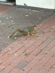 Sciurus niger