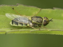 Hedriodiscus vertebratus