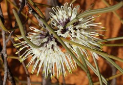 Hakea scoparia